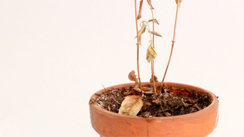 Plante d’intérieur desséchée à cause de la chaleur, oubliée au mauvais moment d’arrosage