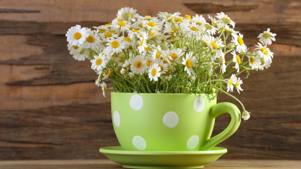 Tasse verte à pois blancs remplie de marguerites fraîches, détournée en vase décoratif sur fond en bois.