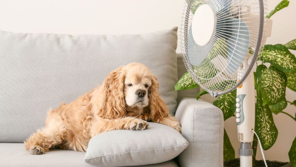 Vous avez sûrement mal placé votre ventilateur (voici pourquoi)