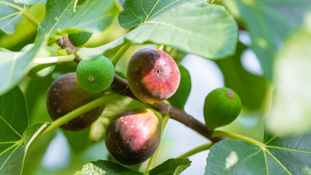 Il sent très bon en été et produit des fruits sucrés, mais personne ne vous parle de ce qu’il cache&nbsp;vraiment